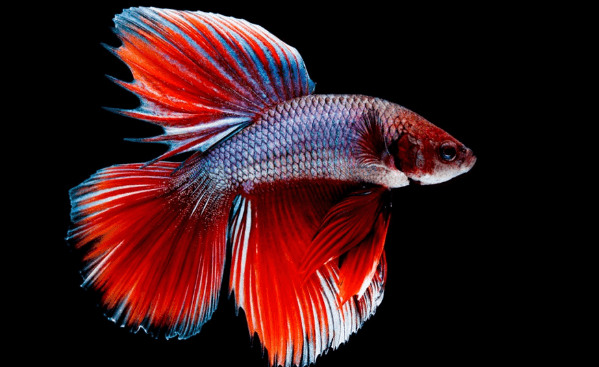 The Ultimate Guide to Properly Caring for Your Koi Siamese Betta Fish