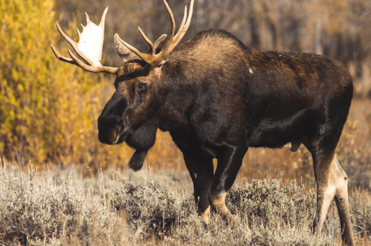 The Moosegazete- North America’s Most Interesting Mammal